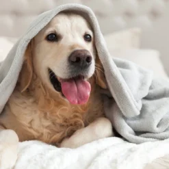 Plush Bed Blanket - Vellux -Cozy Bedding Home GUEST 84787353 60e5 4622 a852 0b8822c306e7